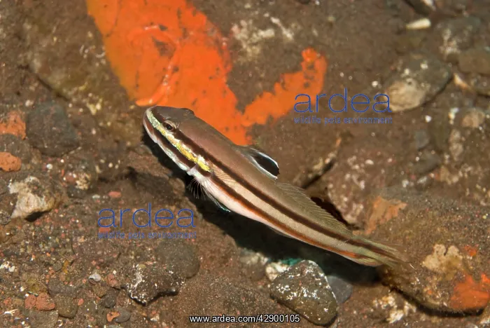  : Twostripe Goby
