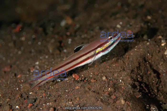 : Twostripe Goby - Melasti dive site, Seraya, Karangasem : Twostripe Goby - Melasti dive site, Seraya, Karangasem
