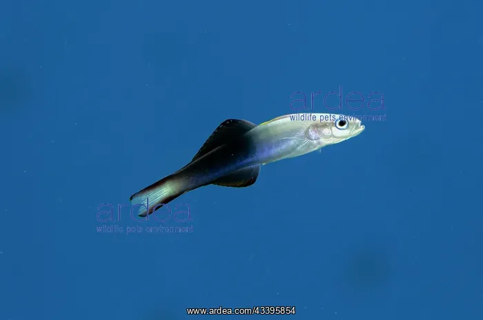 : Twotone Dartfish : Twotone Dartfish
