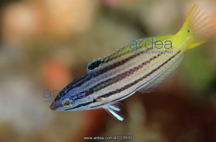 : Twotone Wrasse - Subadult : Twotone Wrasse - Subadult