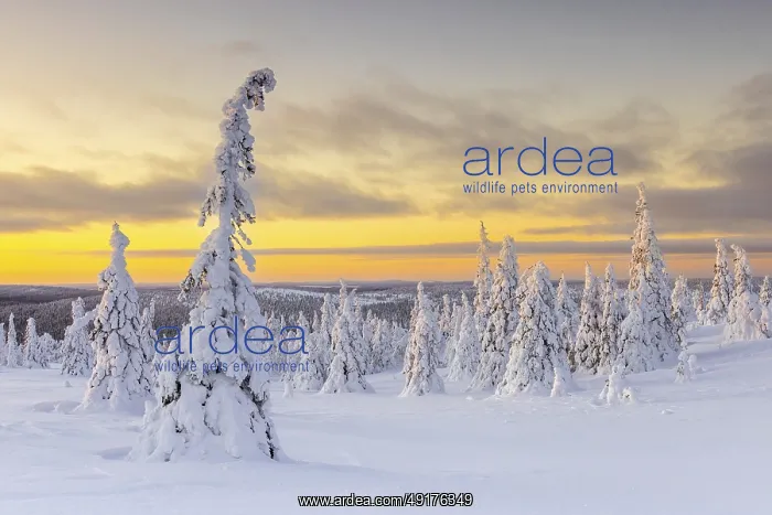 : Tykky forest, snow covered spruce trees on the taiga at sunrise in winter : Tykky forest, snow covered spruce trees on the taiga at sunrise in winter