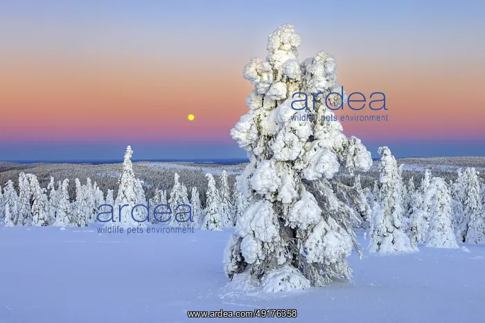 : Tykky forest, snow covered spruce trees on the taiga at sunrise in winter : Tykky forest, snow covered spruce trees on the taiga at sunrise in winter