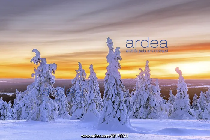 : Tykky forest, snow covered spruce trees on the taiga at sunset in winter : Tykky forest, snow covered spruce trees on the taiga at sunset in winter