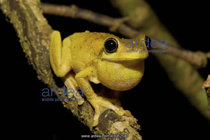 : Tyler's Tree Frog : Tyler's Tree Frog