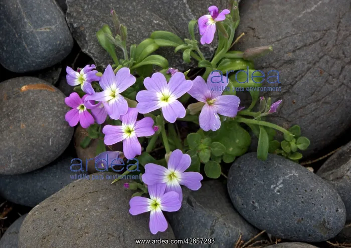 : A type of stock, growing on coastal shingle : A type of stock, growing on coastal shingle