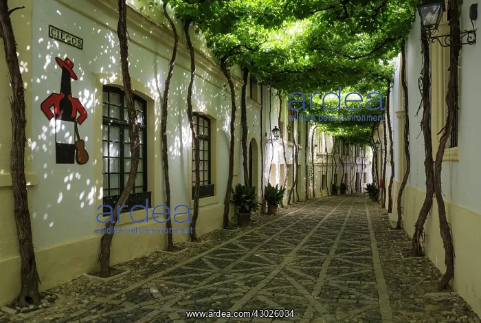 : The typical Andalusian style Calle Ciegos with trained v : The typical Andalusian style Calle Ciegos with trained v