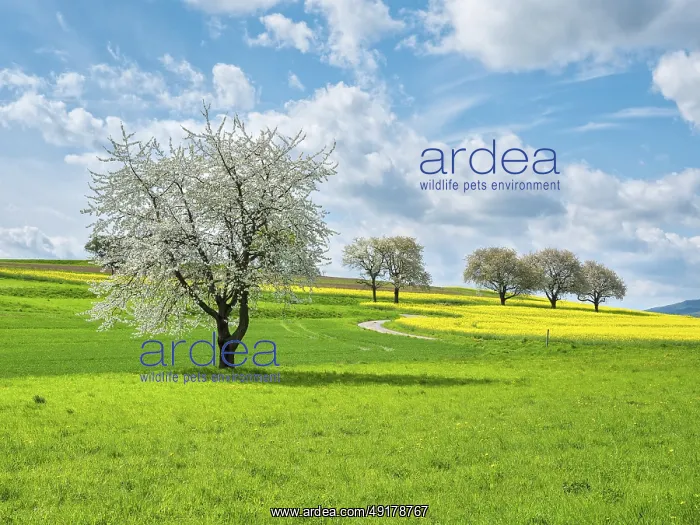 : Typical field landscape in spring : Typical field landscape in spring