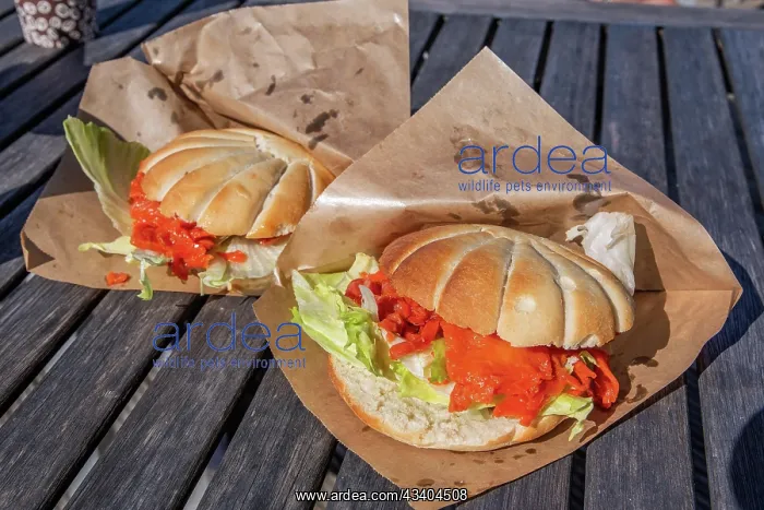 : Typical fish roll with pollock, Neuharlingersiel : Typical fish roll with pollock, Neuharlingersiel