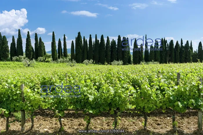 : Typical green Tuscany landscape with cypresses : Typical green Tuscany landscape with cypresses