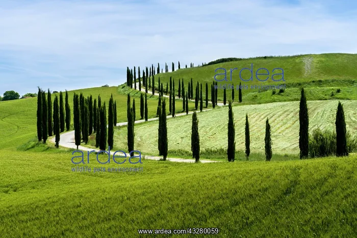 : Typical green Tuscany landscape in Val d?Orcia with : Typical green Tuscany landscape in Val d?Orcia with