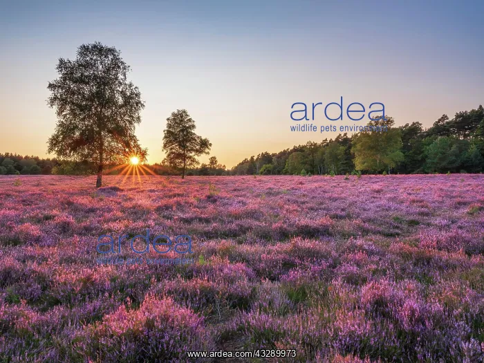 : Typical heath landscape with flowering heather and : Typical heath landscape with flowering heather and