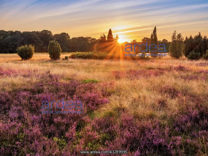 : Typical heath landscape with flowering heather and : Typical heath landscape with flowering heather and