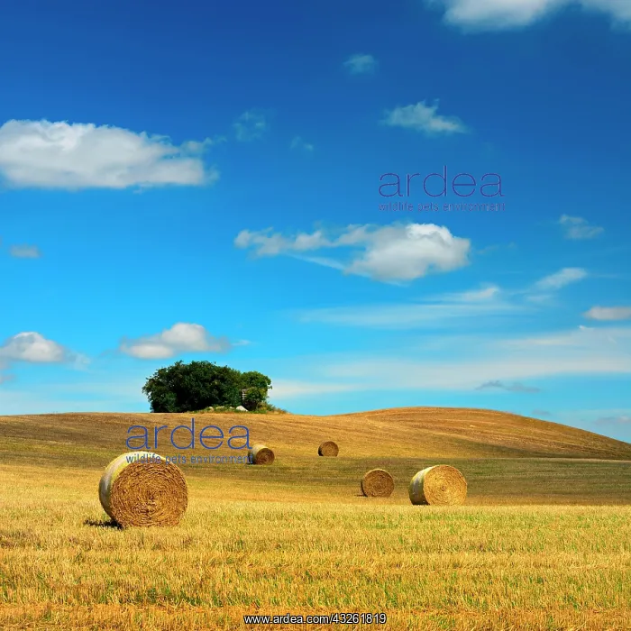 : Typical hilly landscape with field shrubs, stubble : Typical hilly landscape with field shrubs, stubble