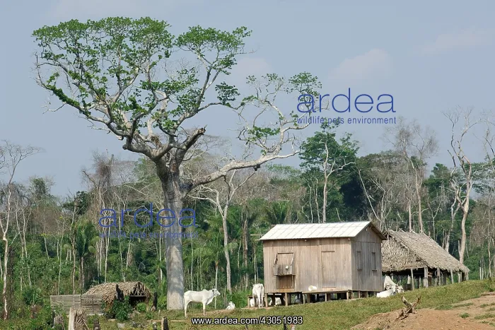 : Typical house of Seringueiro collector latex Amazon Brazil : Typical house of Seringueiro collector latex Amazon Brazil