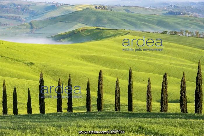 : Typical landscape with cypresses (Cupressus) in : Typical landscape with cypresses (Cupressus) in