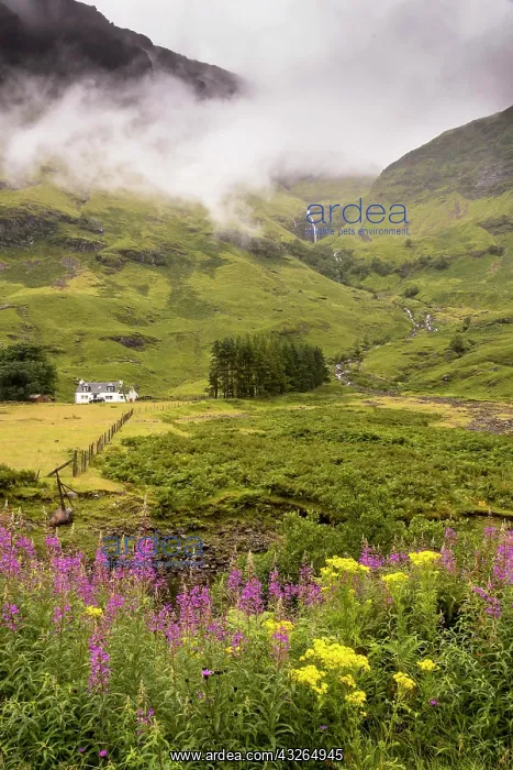 : Typical landscape on the Isle of Mull, Inner Hebrides : Typical landscape on the Isle of Mull, Inner Hebrides