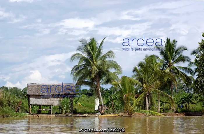 : A typical Malaysian house along river Kinabatangan : A typical Malaysian house along river Kinabatangan