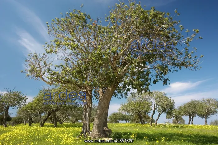 : A typical mediterranean scene - masses of Crown : A typical mediterranean scene - masses of Crown