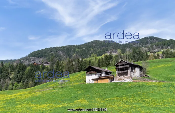 : Typical old Mountain Farms in South Tyrol : Typical old Mountain Farms in South Tyrol