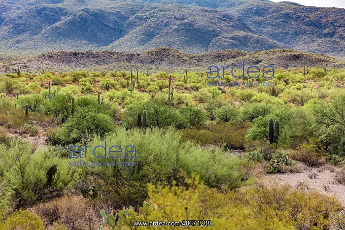 : Typical scene in the Sonoran Desert of southern Arizona : Typical scene in the Sonoran Desert of southern Arizona
