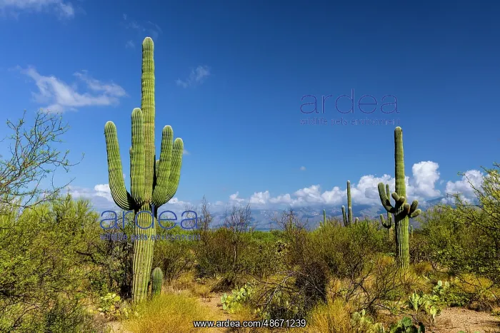 : Typical scene in the Sonoran Desert of southern Arizona : Typical scene in the Sonoran Desert of southern Arizona
