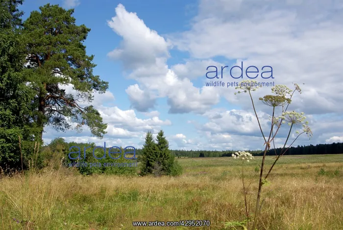: A typical scenery in Ural Mountains, near Ekaterinburg : A typical scenery in Ural Mountains, near Ekaterinburg