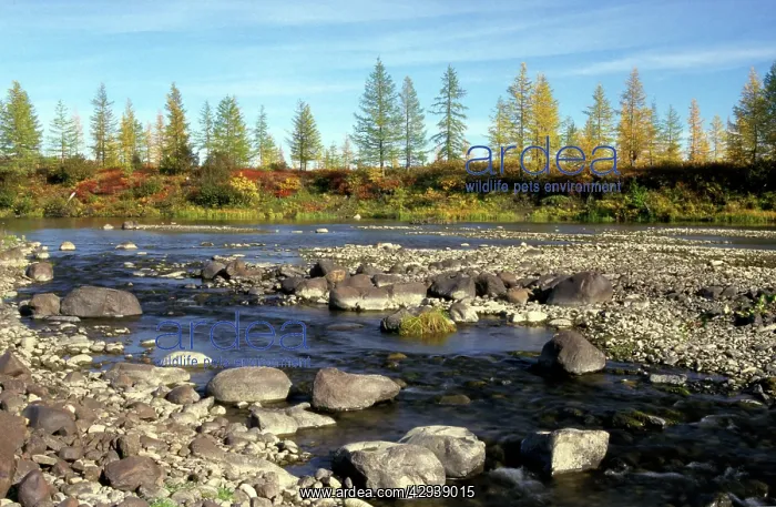 : A typical small river in semi-tundra in autumn : A typical small river in semi-tundra in autumn