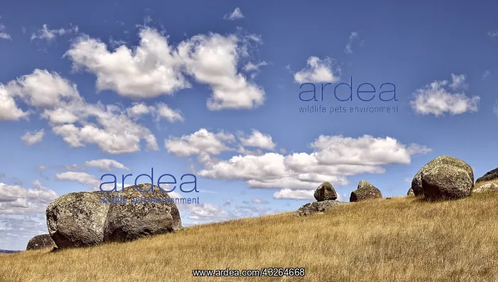 : Typical summer landscape in central Victoria near : Typical summer landscape in central Victoria near