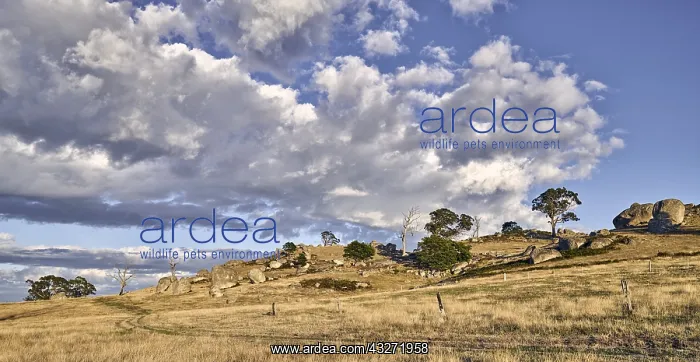 : Typical summer landscape in central Victoria near : Typical summer landscape in central Victoria near