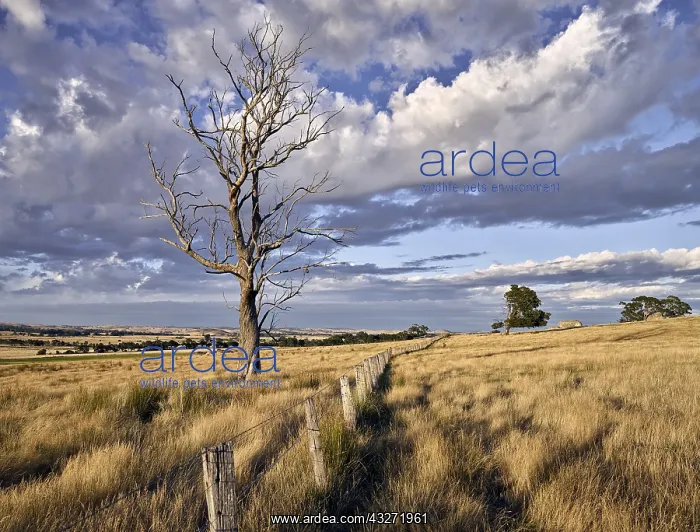 : Typical summer landscape in central Victoria near : Typical summer landscape in central Victoria near