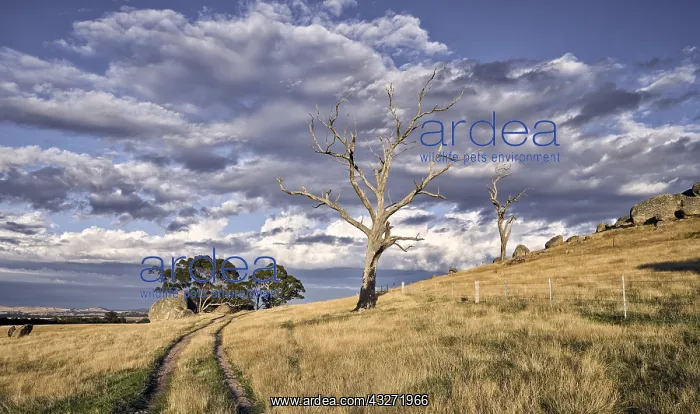 : Typical summer landscape in central Victoria near : Typical summer landscape in central Victoria near
