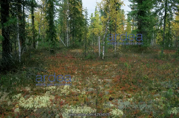: Typical taiga forest floor in Autumn with lichens : Typical taiga forest floor in Autumn with lichens