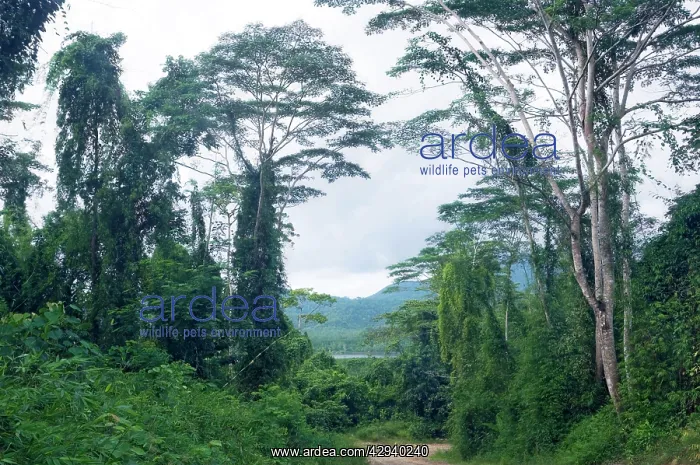 : A typical unpaved road surrounded by lush vegetation : A typical unpaved road surrounded by lush vegetation