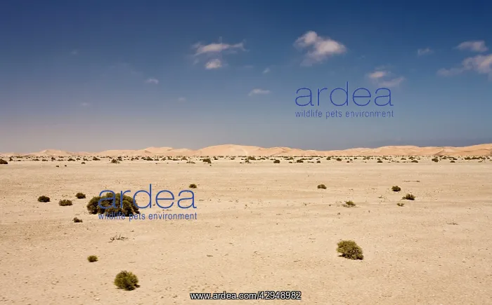 : Typical view over the gravel plains toward the : Typical view over the gravel plains toward the