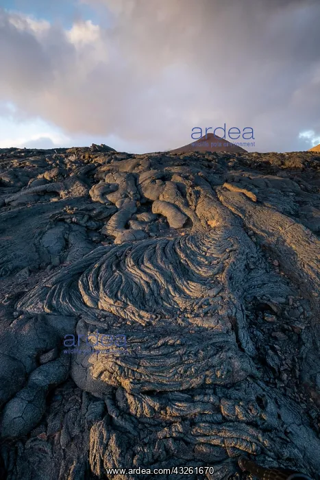 : Typical volcanic landscape at La Restinga at sunset : Typical volcanic landscape at La Restinga at sunset
