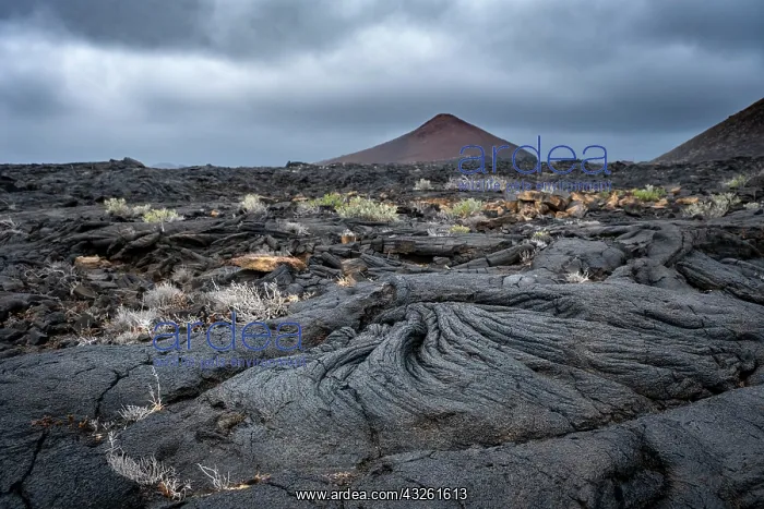 : Typical volcanic landscape near La Restinga, Pahoehoe : Typical volcanic landscape near La Restinga, Pahoehoe
