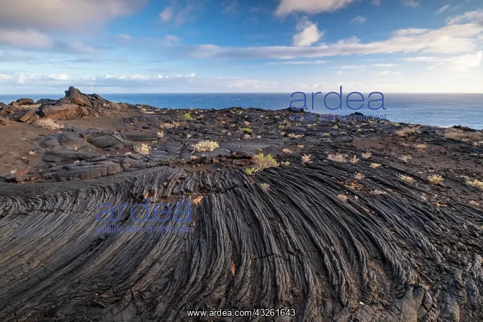 : Typical volcanic landscape near La Restinga, Pahoehoe : Typical volcanic landscape near La Restinga, Pahoehoe