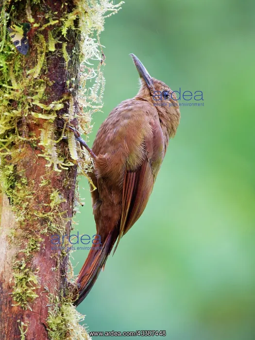 : Tyrannine Woodcreeper Dendrocincla tyrannina Ecu : Tyrannine Woodcreeper Dendrocincla tyrannina Ecu