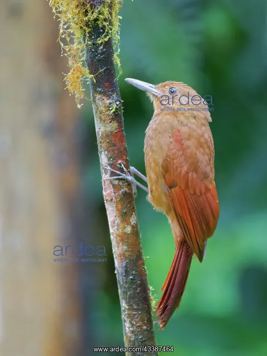 : Tyrannine Woodcreeper Dendrocincla tyrannina Ecu : Tyrannine Woodcreeper Dendrocincla tyrannina Ecu