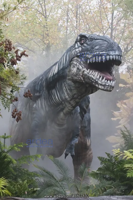 : Tyrannosaurus : Tyrannosaurus