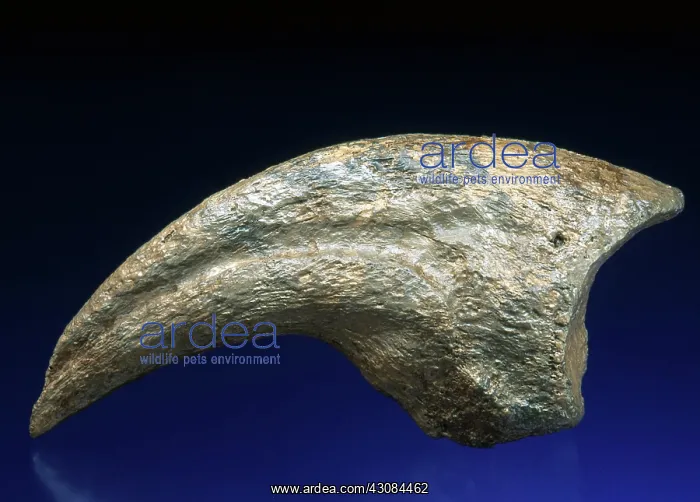 : Tyrannosaurus Claw : Tyrannosaurus Claw