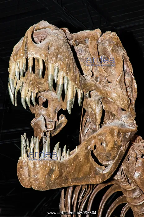 : Tyrannosaurus Rex : Tyrannosaurus Rex