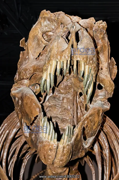 : Tyrannosaurus Rex : Tyrannosaurus Rex