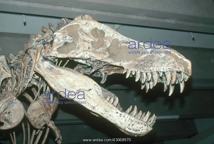 : Tyrannosaurus Rex : Tyrannosaurus Rex