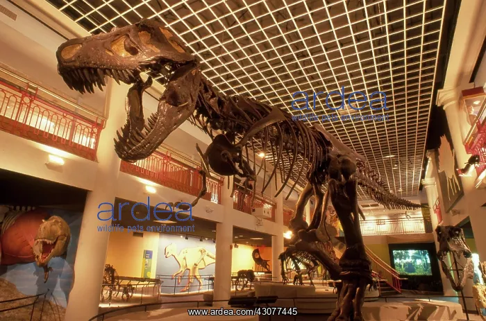 : Tyrannosaurus Rex : Tyrannosaurus Rex