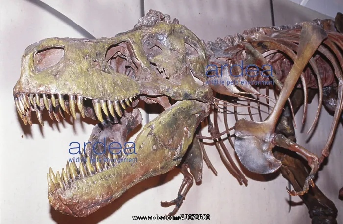 : Tyrannosaurus rex : Tyrannosaurus rex
