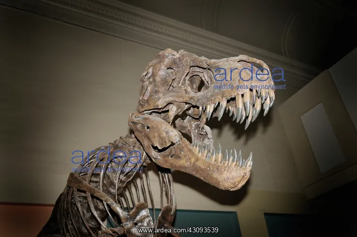 : Tyrannosaurus rex : Tyrannosaurus rex