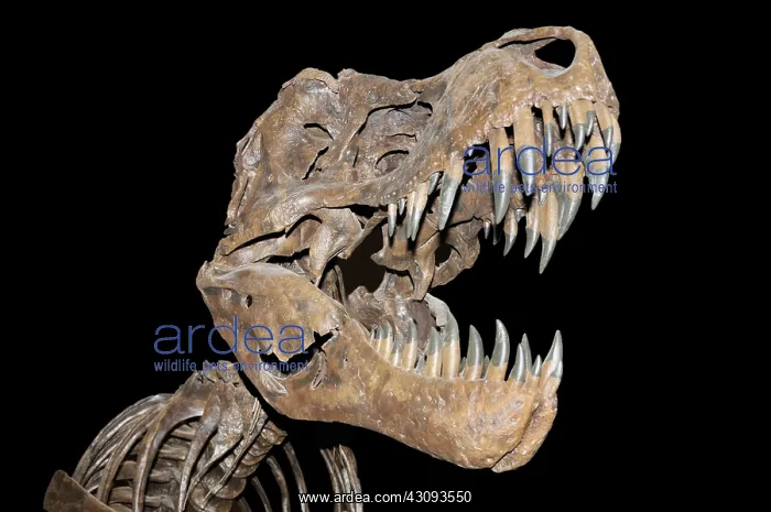 : Tyrannosaurus rex : Tyrannosaurus rex