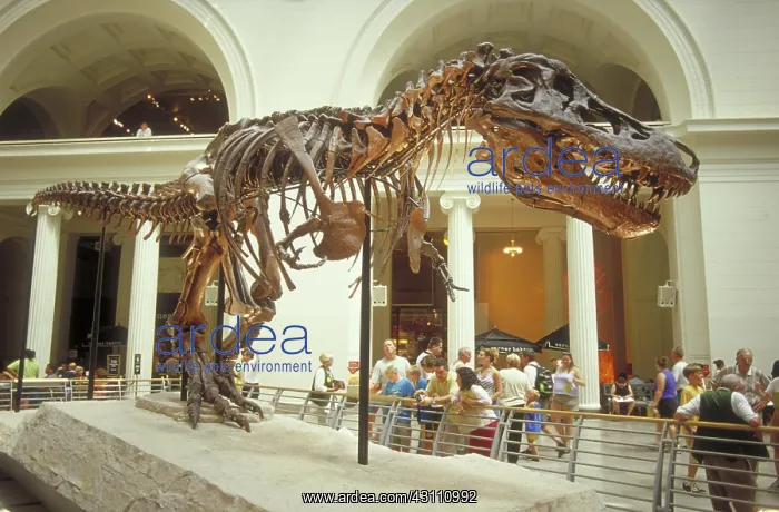 : Tyrannosaurus Rex : Tyrannosaurus Rex