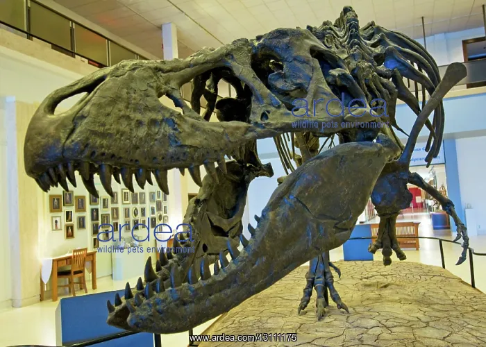 : Tyrannosaurus Rex : Tyrannosaurus Rex